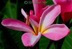 plumeria_0