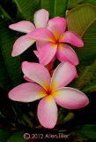 plumeria_1