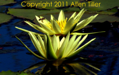 pollen-sack-allen-tiller