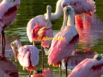 preening