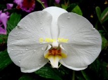 purity-of-essence