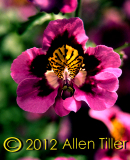 purple_0