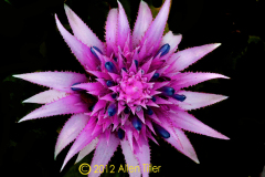 purple_1