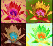 quad_0
