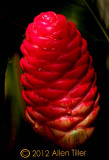 red-ginger