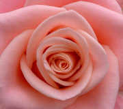 rose-01