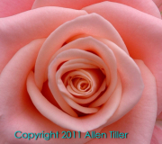 rose-01_0
