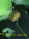 seed-pod-allen-tiller
