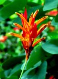 sept-flower