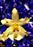 silkenorchid
