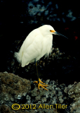 snowy-egret