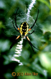 spider
