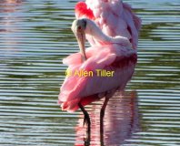 spoonbill-2-16th-2011_0