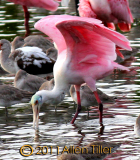 spoonbill-feeding