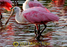 spoonbill