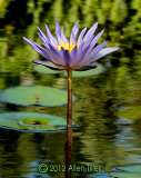 standing-tall_0
