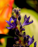 the-blue-bud