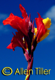 the-canna_0