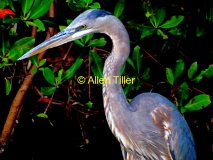 the-great-blue-heron-2011_1