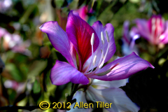 tree-orchid