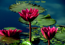 trinity-allen-tiller