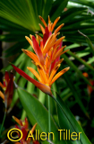tropic_0