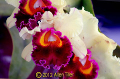 unscented
