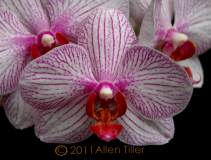 variegation
