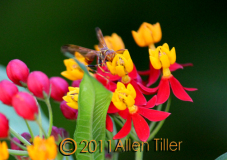 wasp