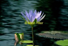 waterlilly-2