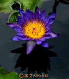 waterlily