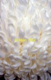 white-mum01