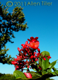 wild-flower_1