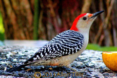 woodpecker