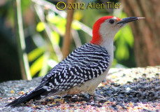 woodpecker_0