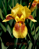yellow-iris-2011