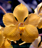 yellow-orchid-11