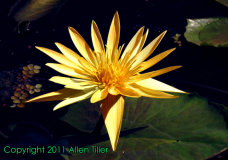 yellow-star-allen-tiller
