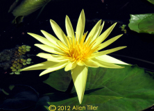 yellow-waterlily