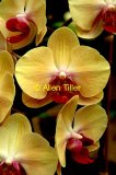 yelloworchids
